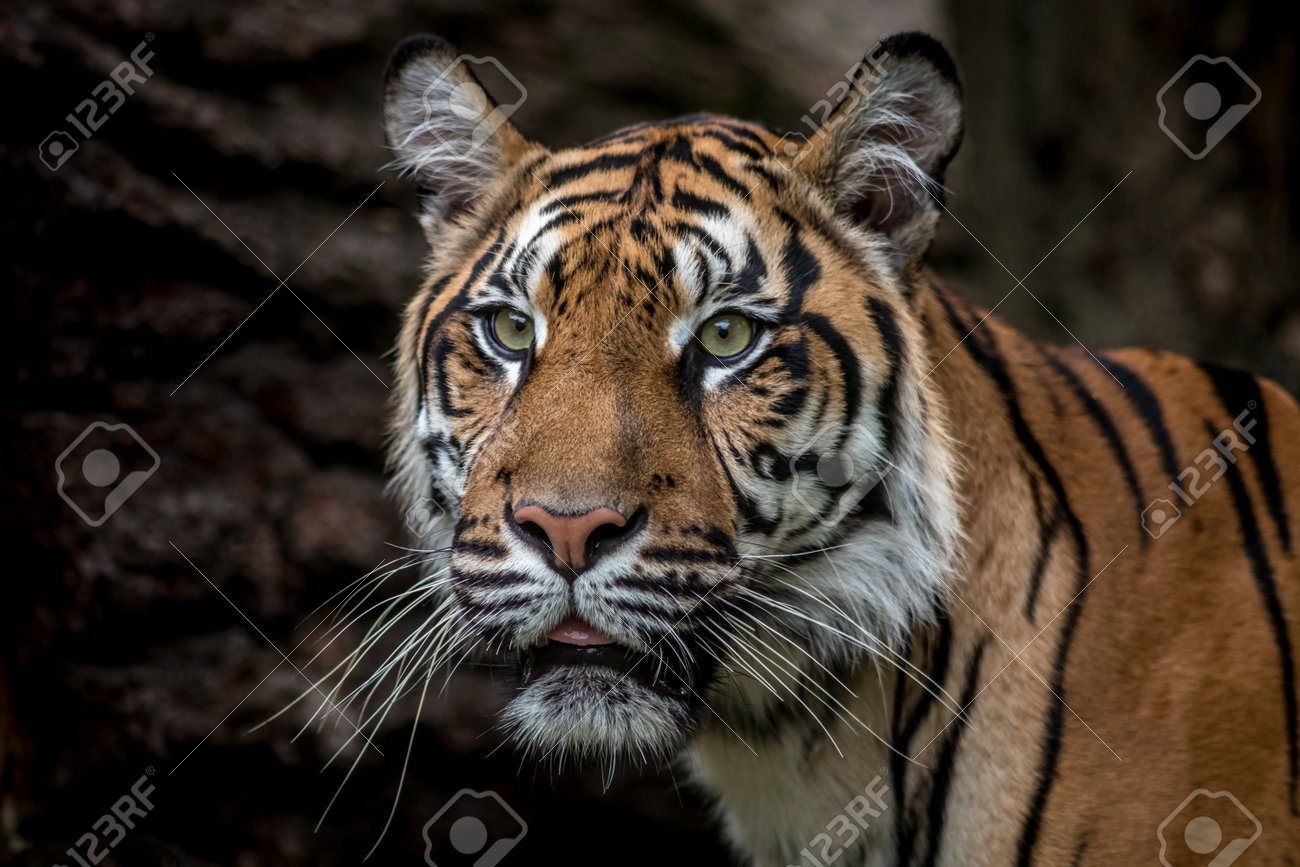 etiam-dictum-ipsum-a-felis