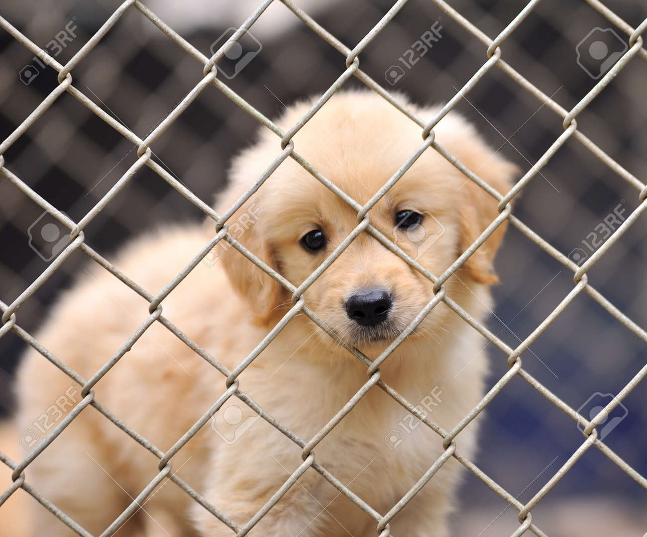 dog in the cage