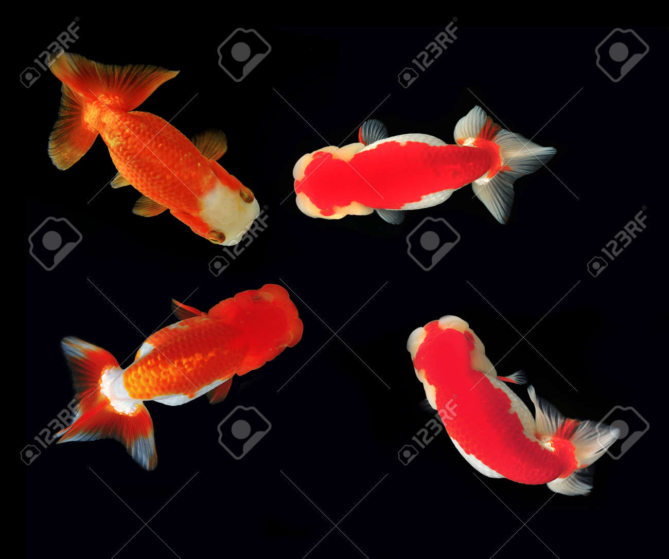 背景にランチュウ ライオン ヘッド金魚 の写真素材 画像素材 Image