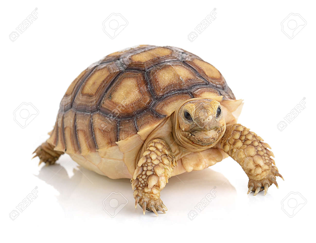 6x4ft Vinyl Dark Green Turtle Background Cute Turtle Doing Exercise Background Features Pet Photography Interior Decoration LY229 for Party Decoration Birthday YouTube Videos School Photoshoot Photo B
