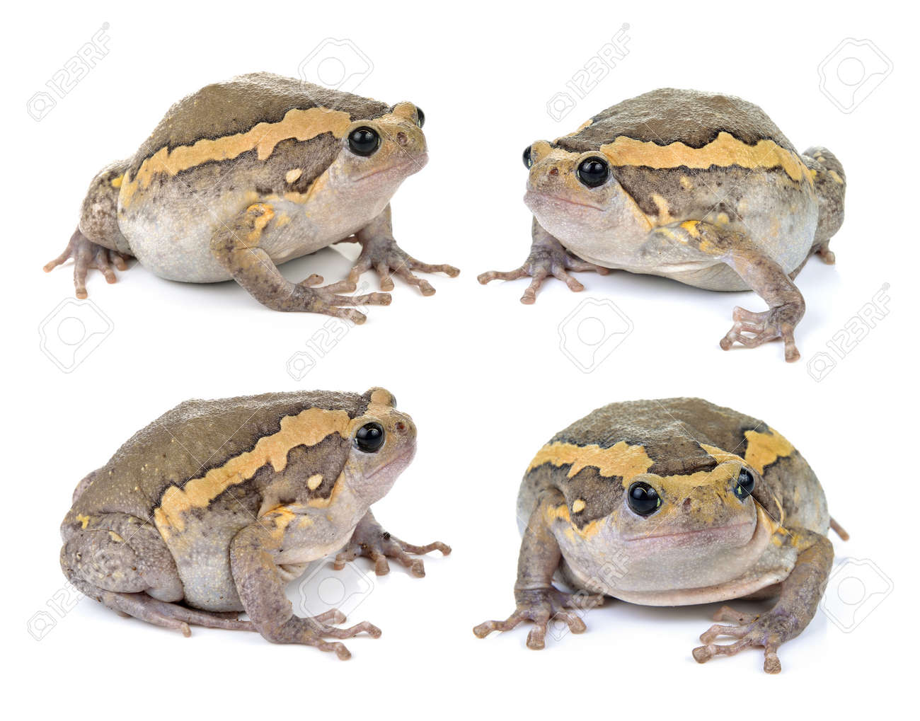 Chubby frog picture Feedback interracial relationship