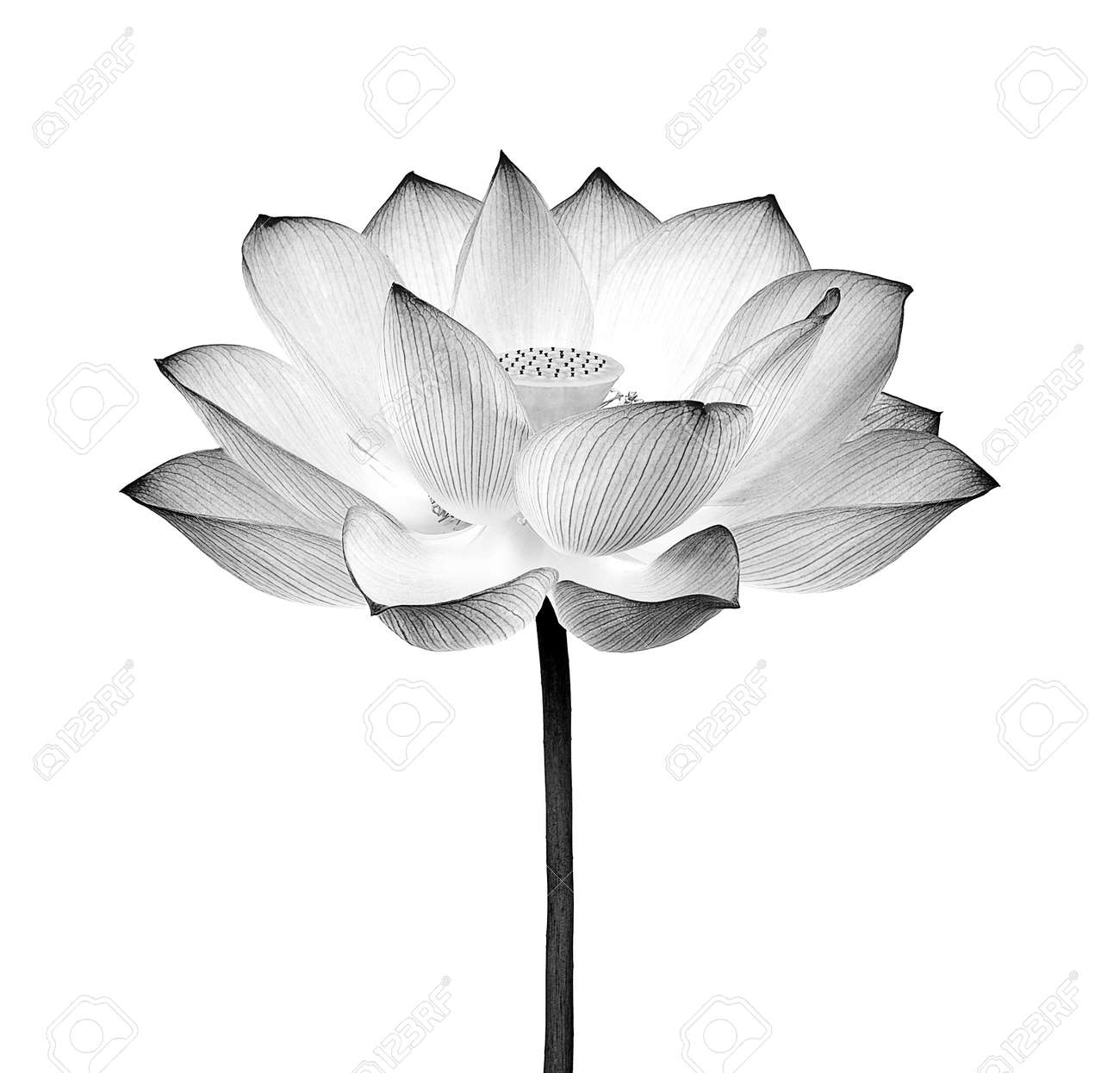 Lotus Flower Black And White Isolated On White Background