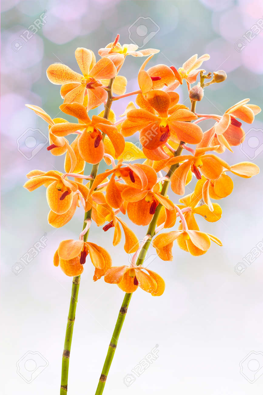 オレンジ色の花バンダ蘭の写真素材・画像素材 Image 54233609