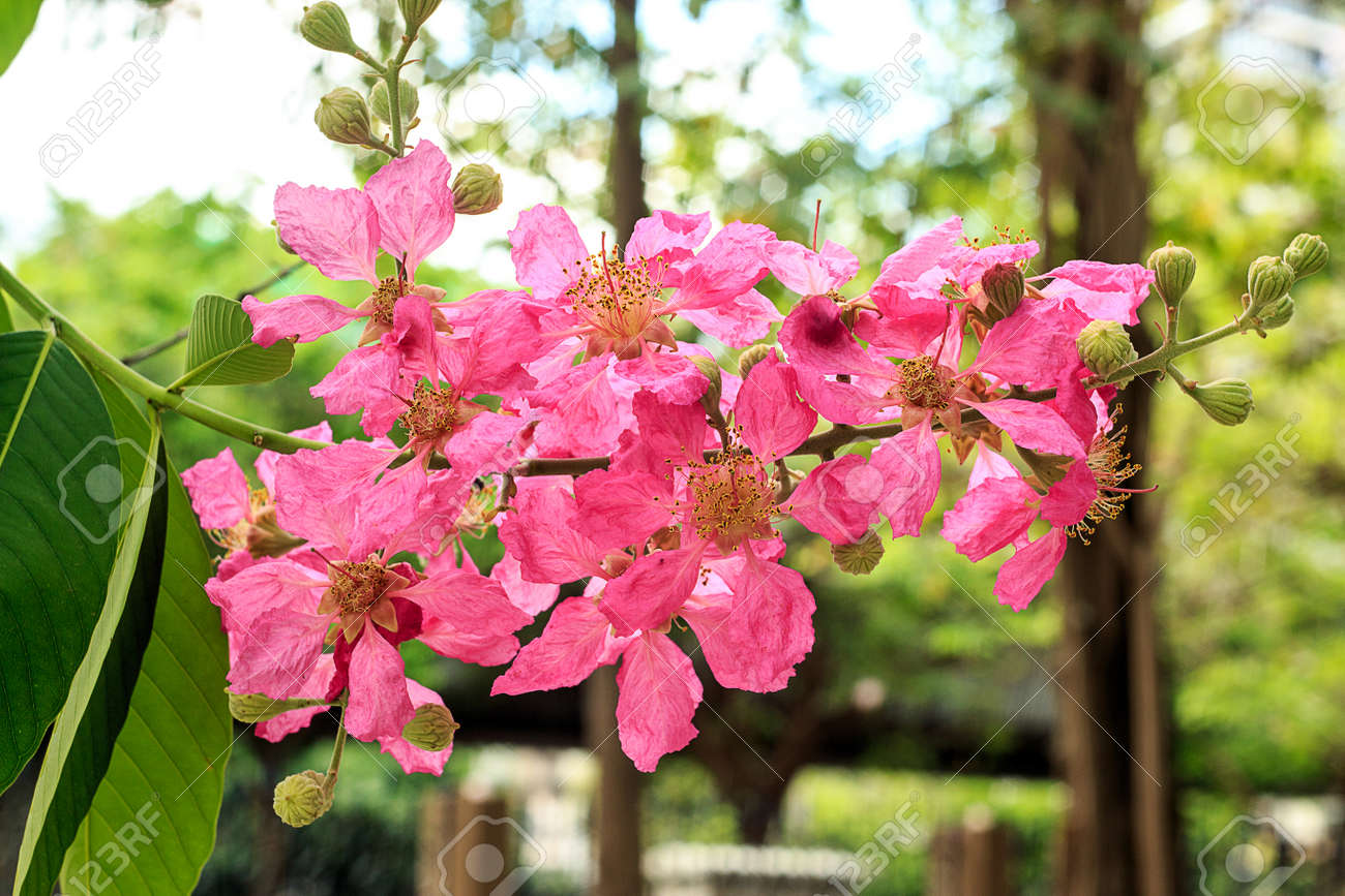 タベブアイアローザやピンクトランペットの木家族ビノニア科の植物 中米 南米出身 の写真素材 画像素材 Image