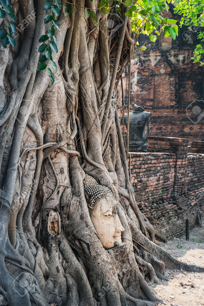 タイのアユタヤ公園にあるワットマハタート仏教寺院の古い木の根にある