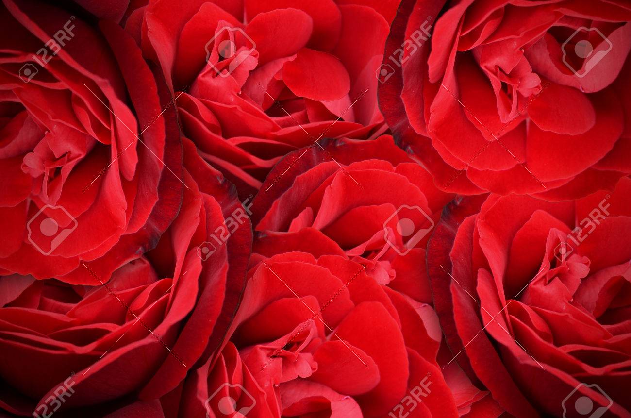 赤い花のロマンチックな背景 の写真素材 画像素材 Image