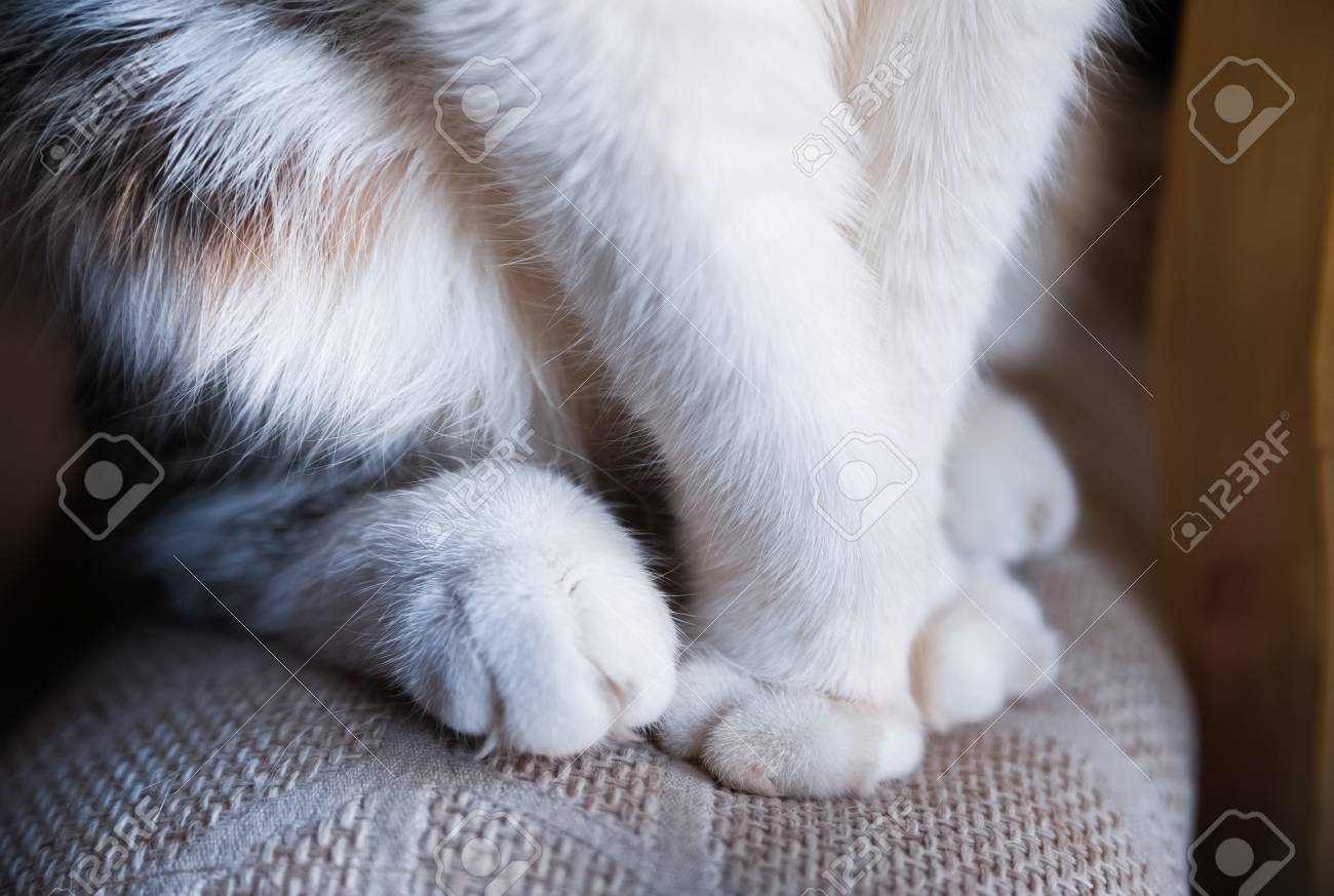 soft cat paws