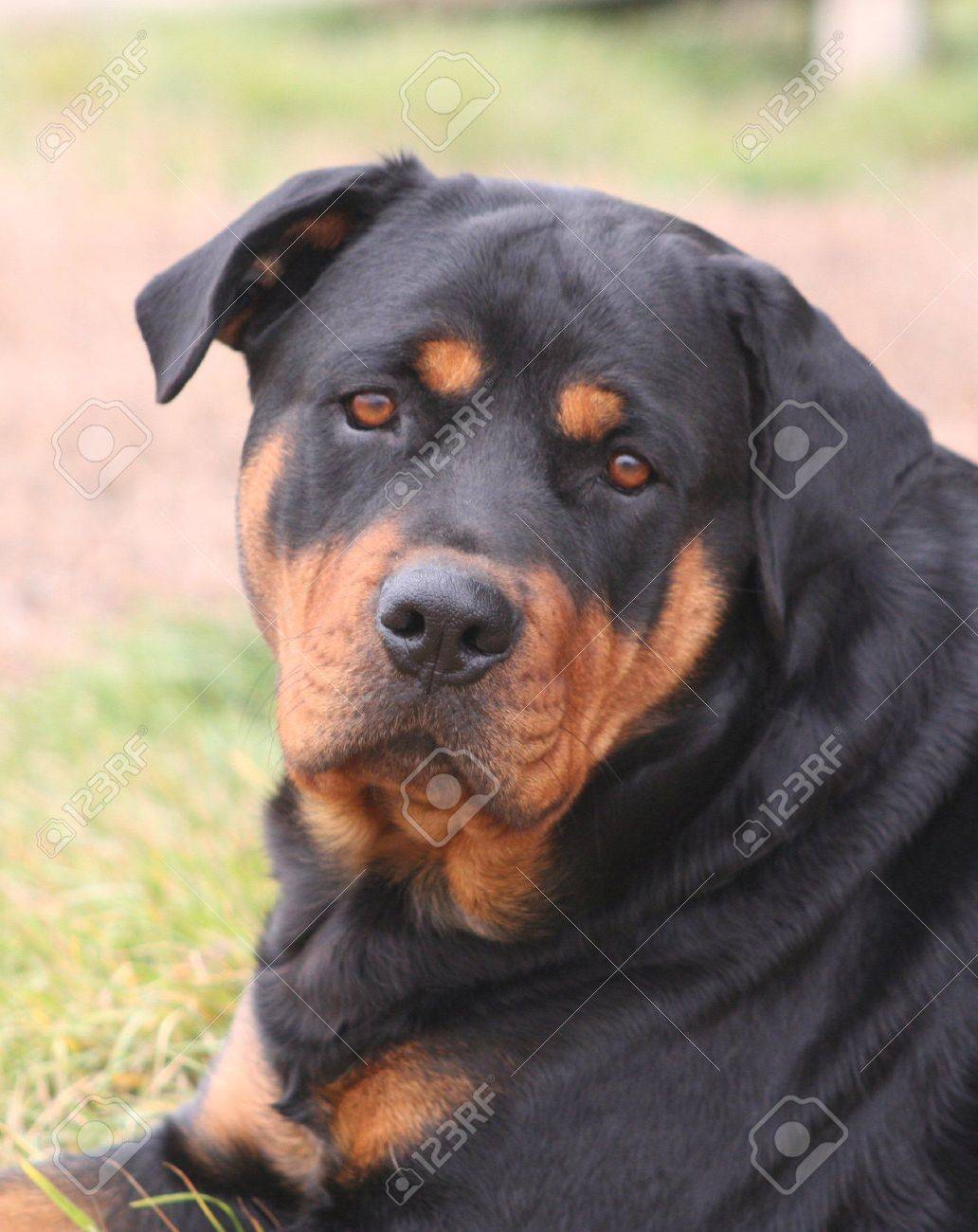 purebred female rottweiler