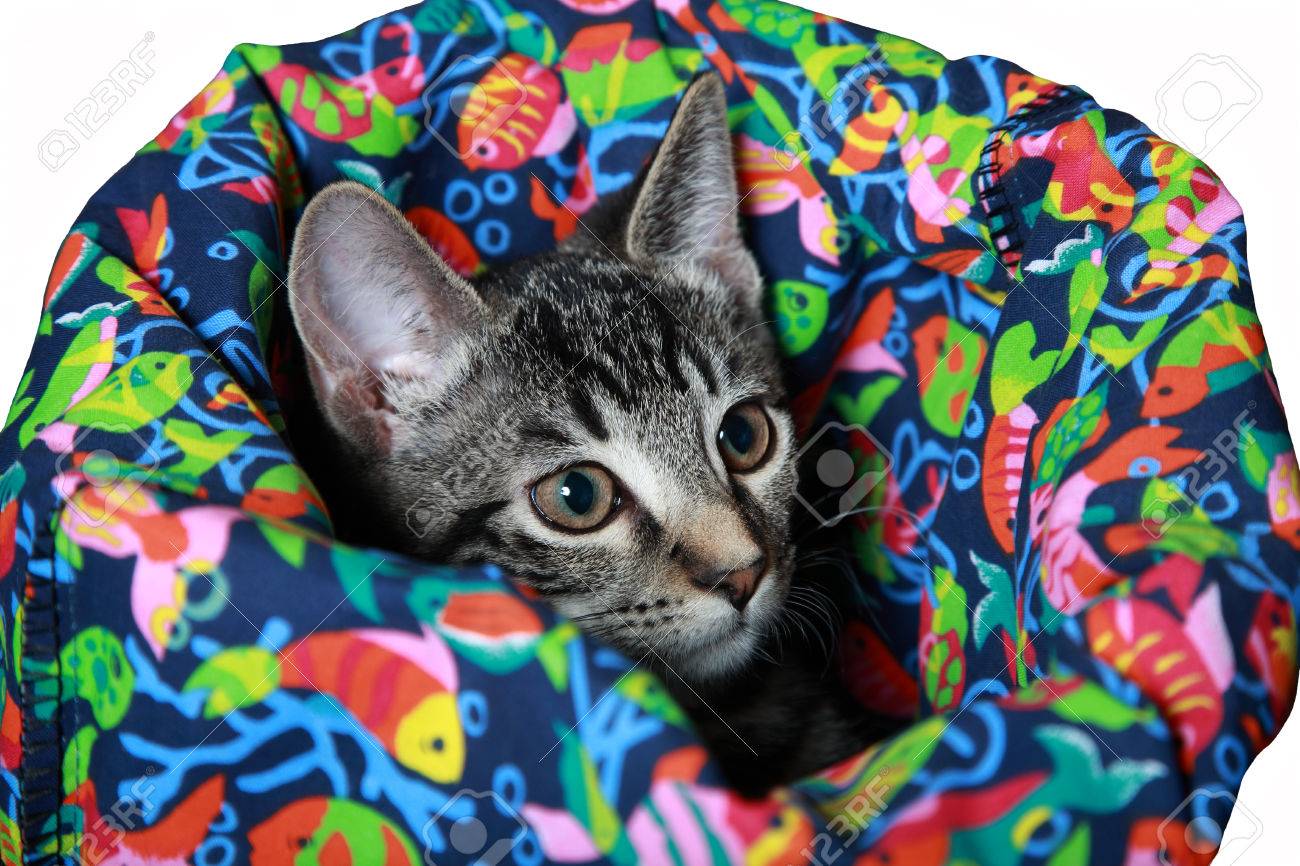 diy cat crinkle sack