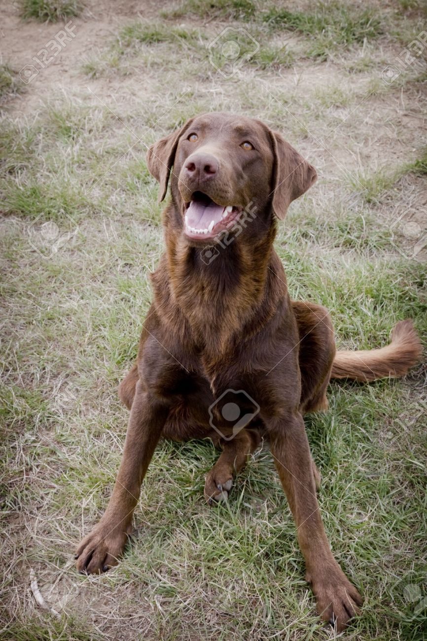 old chocolate lab