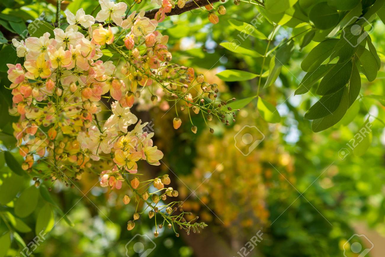 ジャワ カッシア レインボー シャワー ピンクと白のシャワー 一般的なピンク カッシア の写真素材 画像素材 Image ジャワ カッシア レインボー シャワー ピンクと白のシャワー 一般的なピンク カッシア の写真素材 画像素材 Image