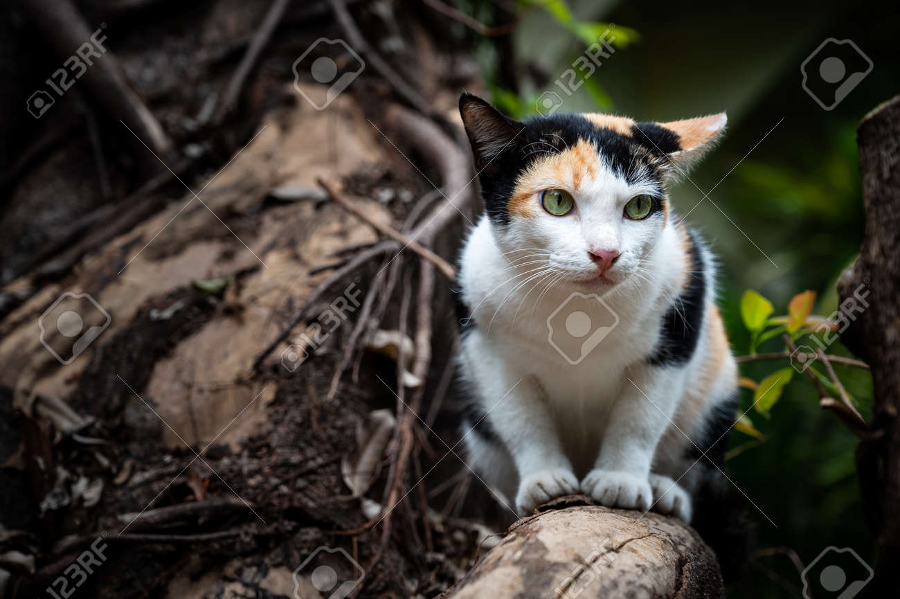 etiam-dictum-ipsum-a-felis