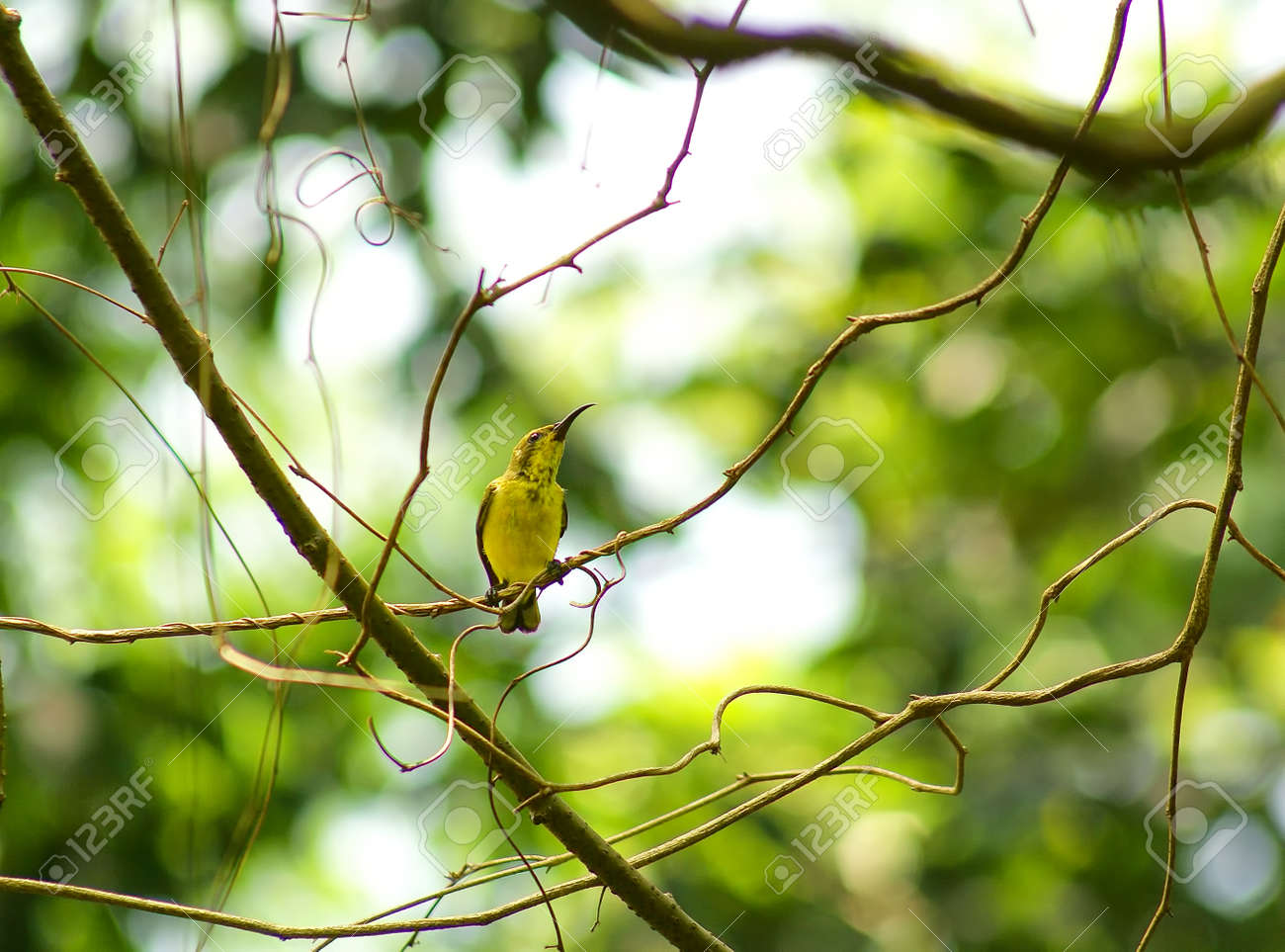 etiam-dictum-ipsum-a-felis