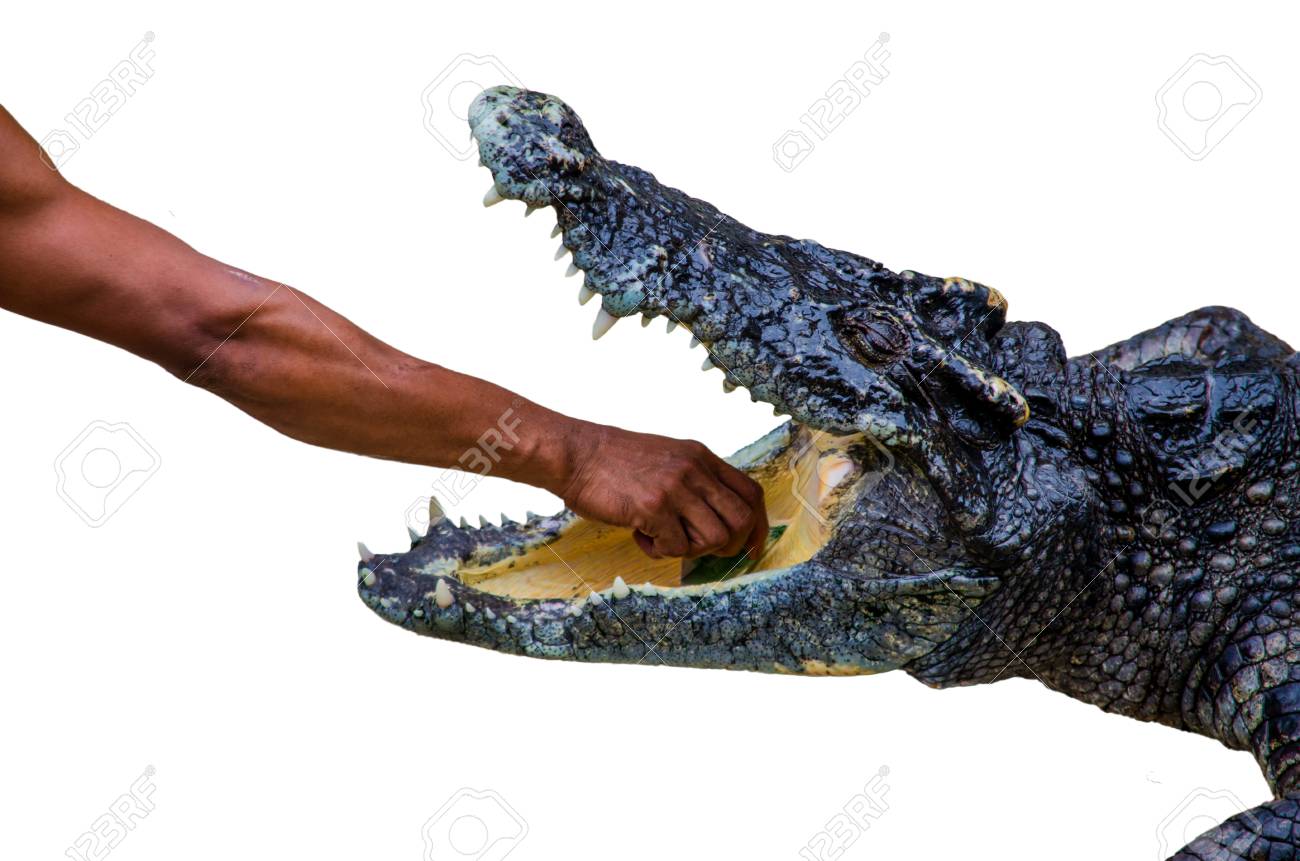 男はワニのマウントに手を置きます の写真素材 画像素材 Image