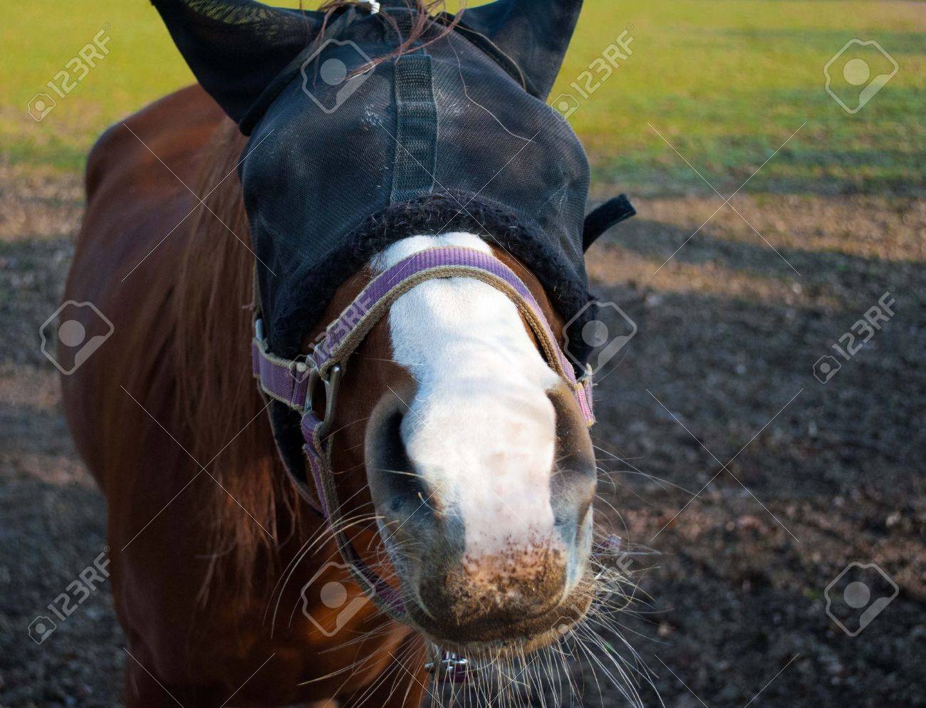 目隠しと訓練の若い茶色の馬 の写真素材 画像素材 Image