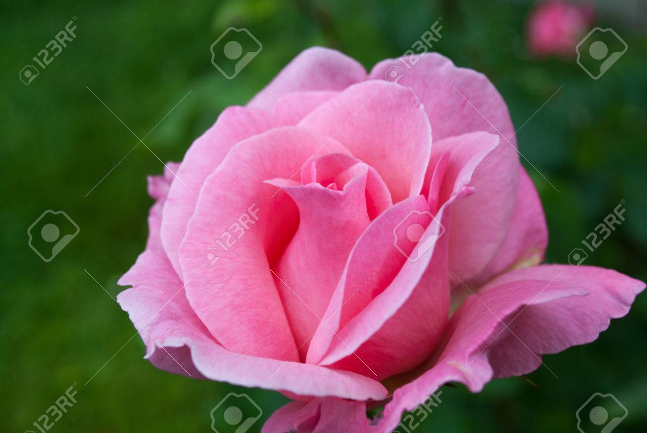 Les Pétales De La Rose La Fleur De Lamour Dans Une Verte Prairie