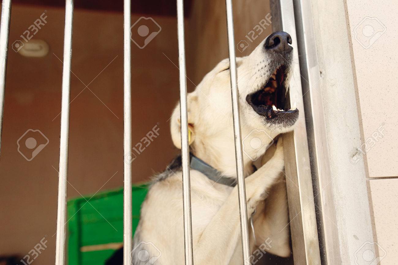 labrador puppies near me for adoption