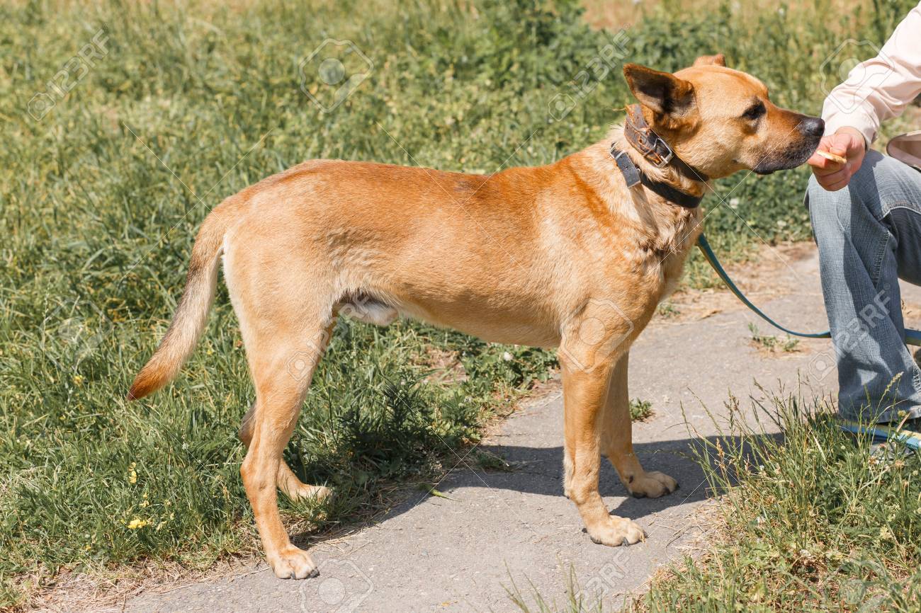 Propriétaire Féminin Sympathique Nourrissant Mignon Chien Marron Chien De Race Mixte Sur Une Laisse De Marche Dans Le Parc Concept Dabri Animal
