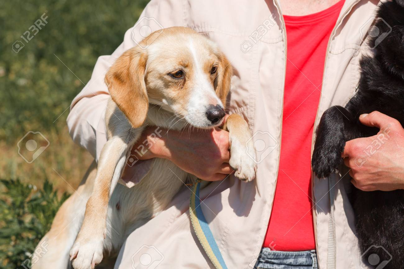 面白い 彼女の手は屋外で 動物の採用センターのコンセプトで幸せな犬を持つ女性 の写真素材 画像素材 Image