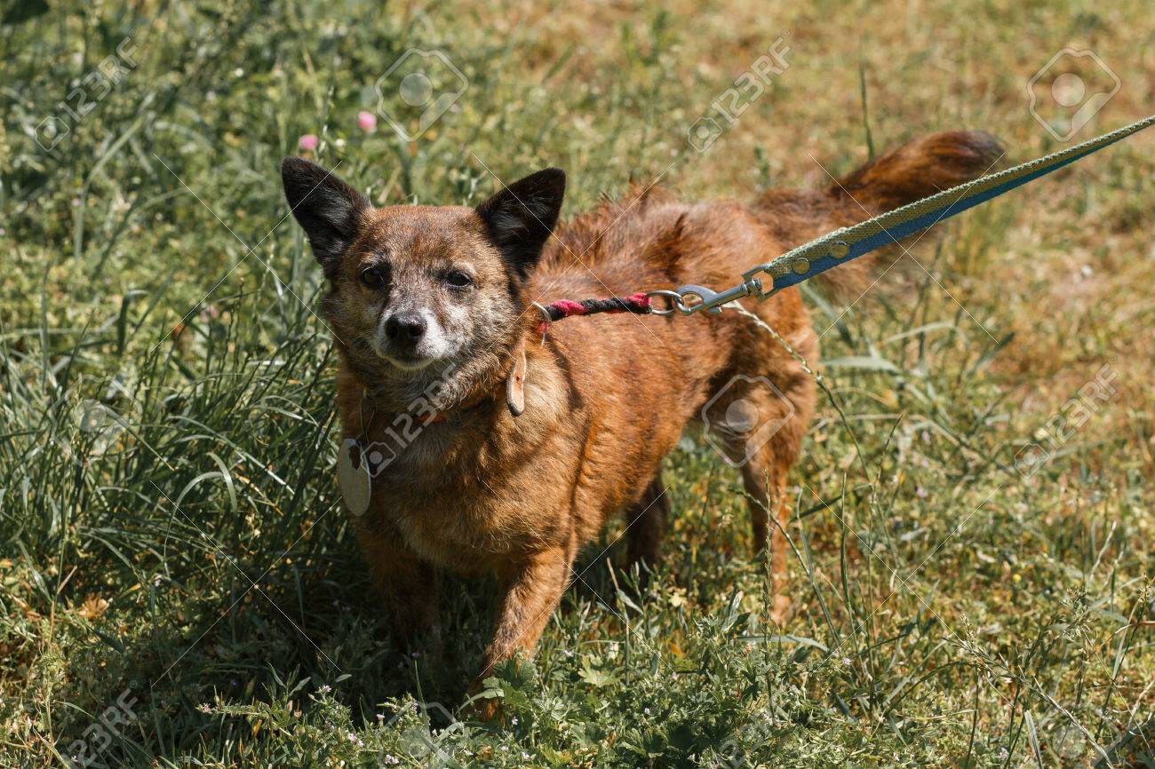 small dog pet adoption