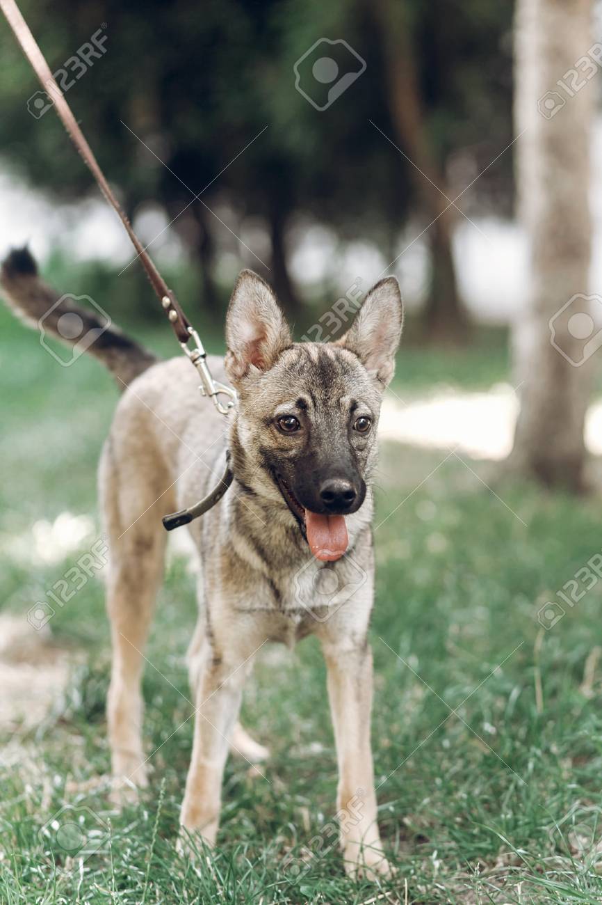 彼の所有者 屋外の自然を楽しんでいるかわいい雑種犬 動物の避難所のコンセプトとの散歩に愛らしい大きな目茶色の犬 の写真素材 画像素材 Image