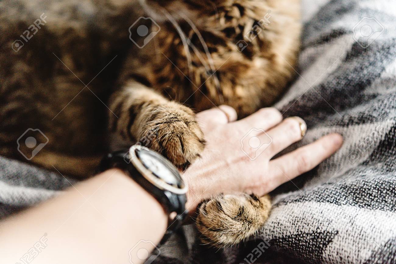 美しいかわいい猫女性手で遊んでいると面白い感情とスタイリッシュなベッドの上をかむ の写真素材 画像素材 Image