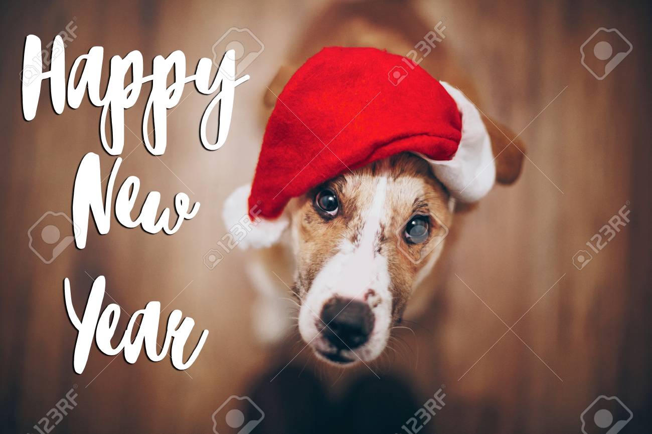 Texte De Bonne Annee Signe De Carte De Voeux Saisonniers Chien En Bonnet De Noel Concept De Noel Joyeux Espace Pour Le Texte Chien Mignon Brun Au Chapeau Rouge Assis Dans Une Texte De Bonne Annee Signe De Carte De Voeux Saisonniers Chien En Bonnet De Noel Concept De Noel Joyeux Espace Pour Le Texte Chien Mignon Brun Au Chapeau Rouge Assis Dans Une