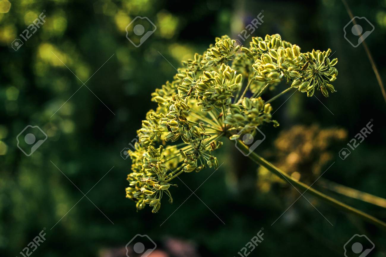 beautiful flower plant in grassland in sunshine, summer nature meadow - 99111941 beautiful flower plant in grassland in sunshine, summer nature meadow - 99111941