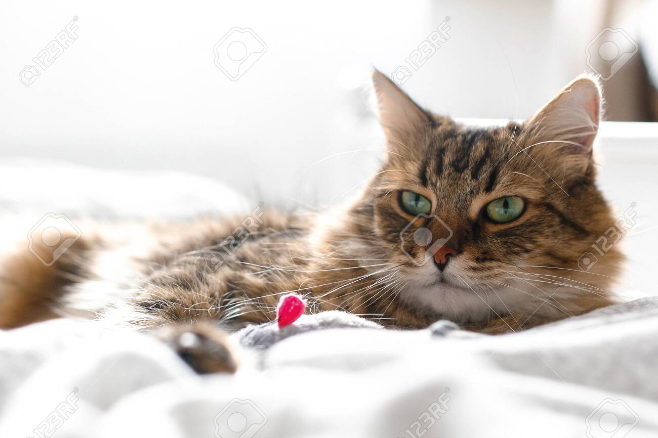 Maine coon cat playing with mouse toy on white bed in sunny stylish room. Cute cat with green eyes lying and playing with with funny emotions on comfortable bed. Space for text - 124779347 Maine coon cat playing with mouse toy on white bed in sunny stylish room. Cute cat with green eyes lying and playing with with funny emotions on comfortable bed. Space for text - 124779347