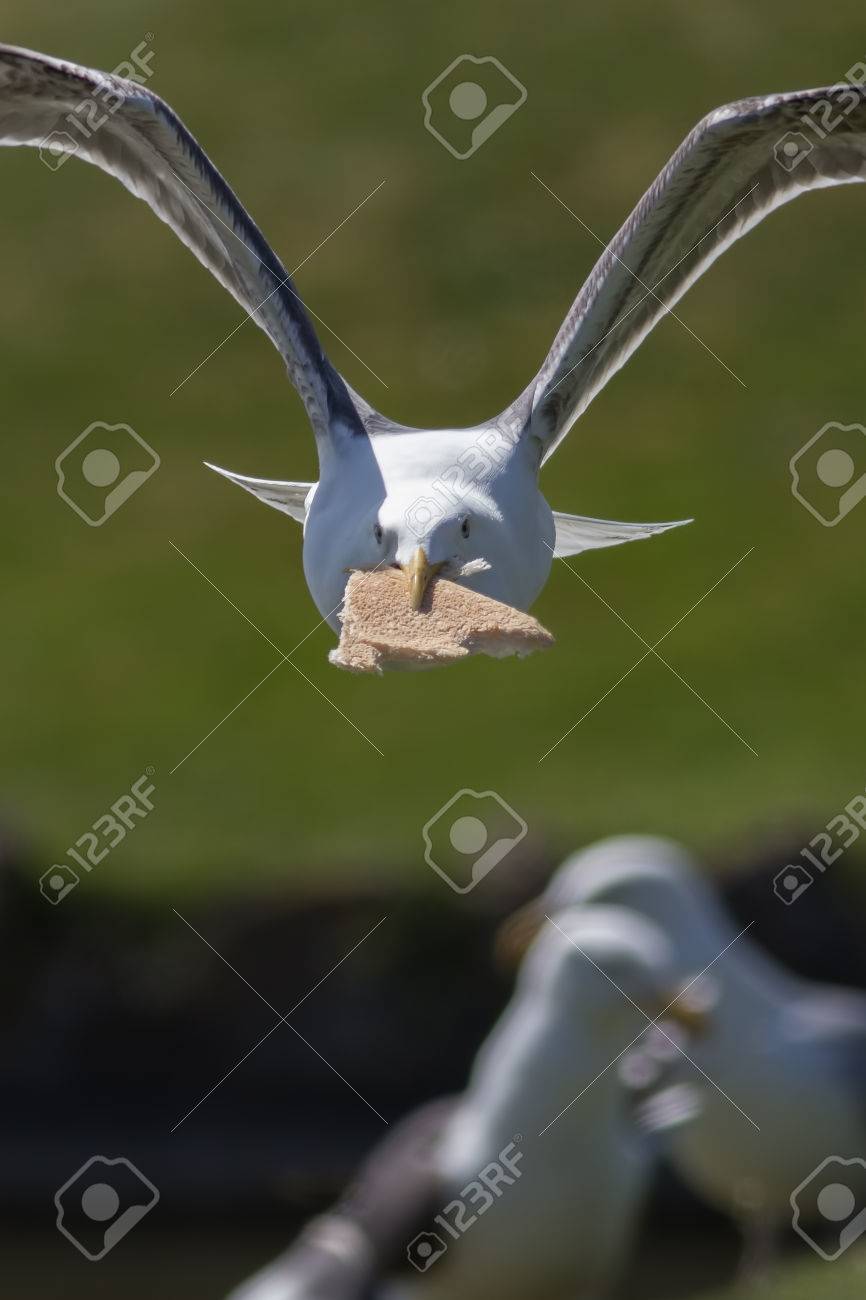 食物を盗むカモメ そのくちばしでパンと逃走をするカモメ 海辺の鳥が 都市環境に適応します の写真素材 画像素材 Image