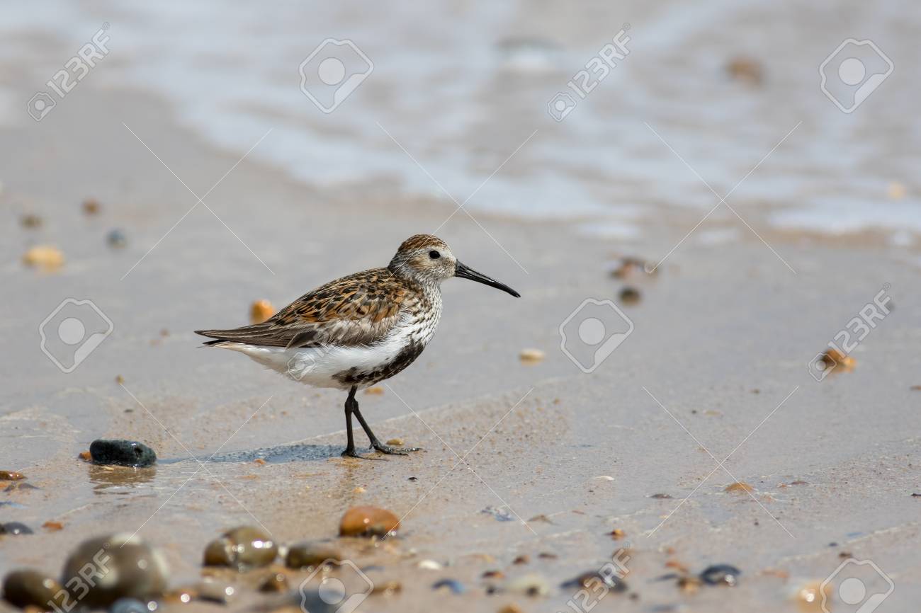 Dunlin Wader Sandpiper Sur Le Sable Mouillé à La Plage Faune Côtière Petit Oiseau De Bord De Mer