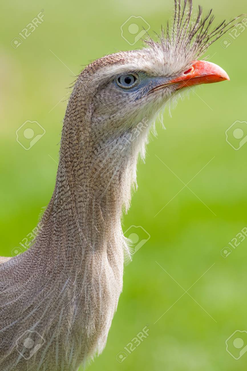 Seriema à Pattes Rouges Cariama à Crête Oiseau Cariama Cristata Bouchent Le Profil De La Tête Et Du Cou