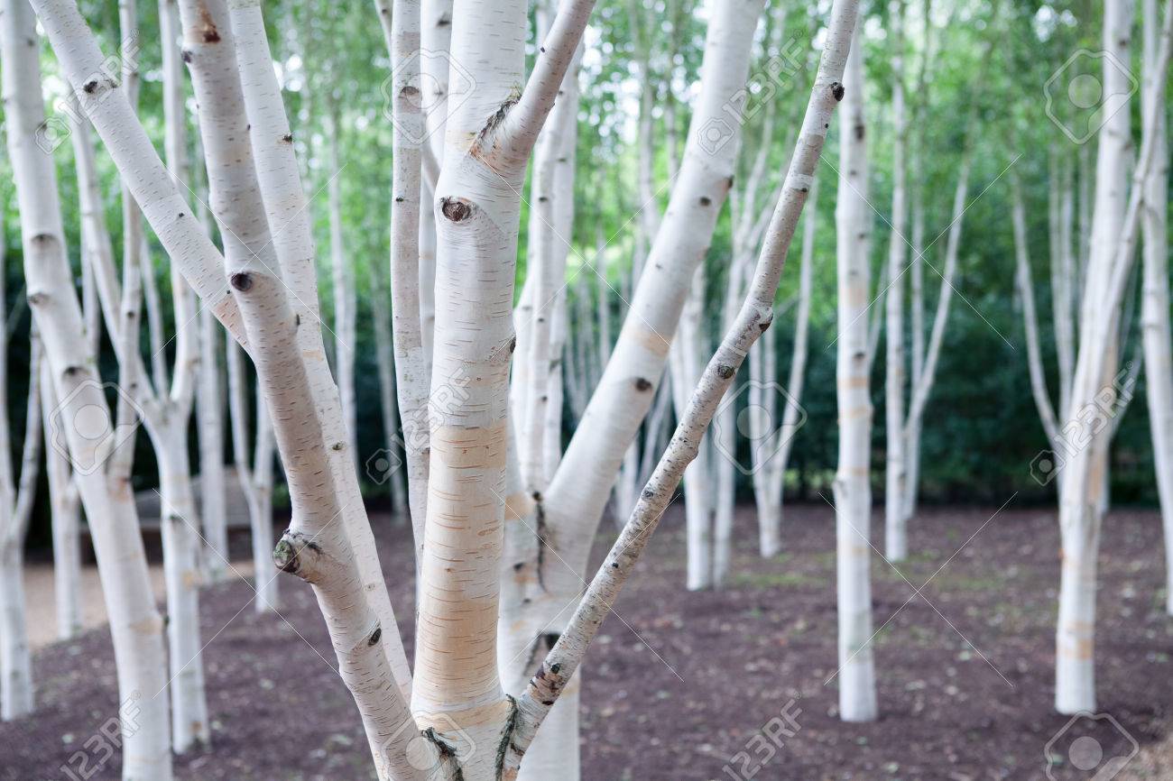 Silver Birch Trees Betula Pendula White Woodland Magical Stock Photo Picture And Royalty Free Image Image