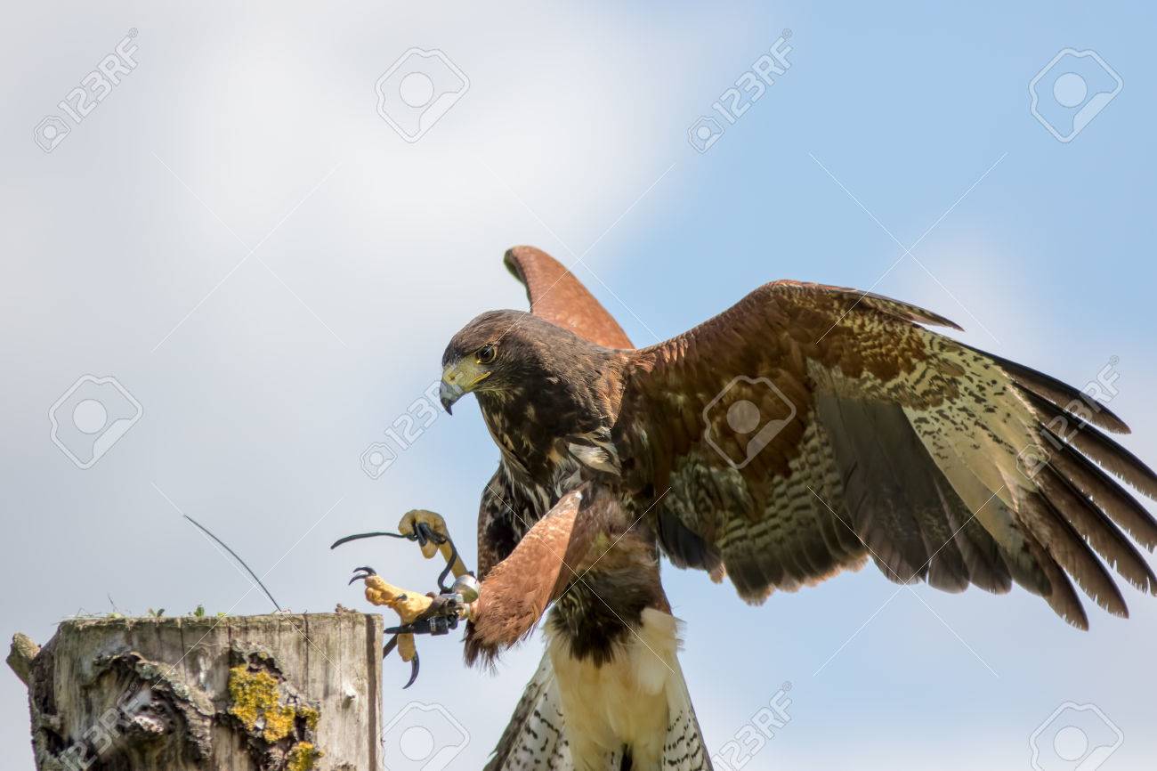 ハリスのタカ (Parabuteo 中) 獲物の鳥ランディング アット