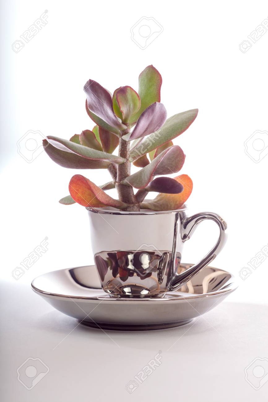 Succulent Plant In Silver Espresso Cup With Saucer. Unusual Design ... Succulent Plant In Silver Espresso Cup With Saucer. Unusual Design ...