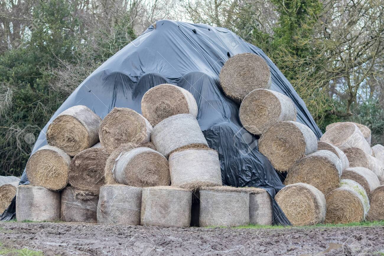 Round Hay Bales Wet Ruined And Weather Protected Under Polythene Stock Photo Picture And Royalty Free Image Image