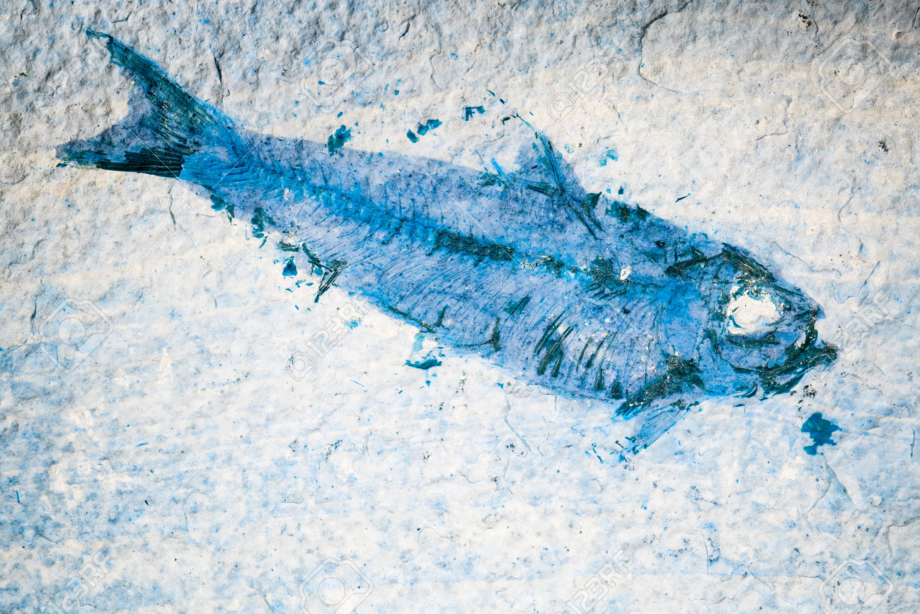 化石の魚。アメリカのワイオミング州で4000万年前に生きていた始