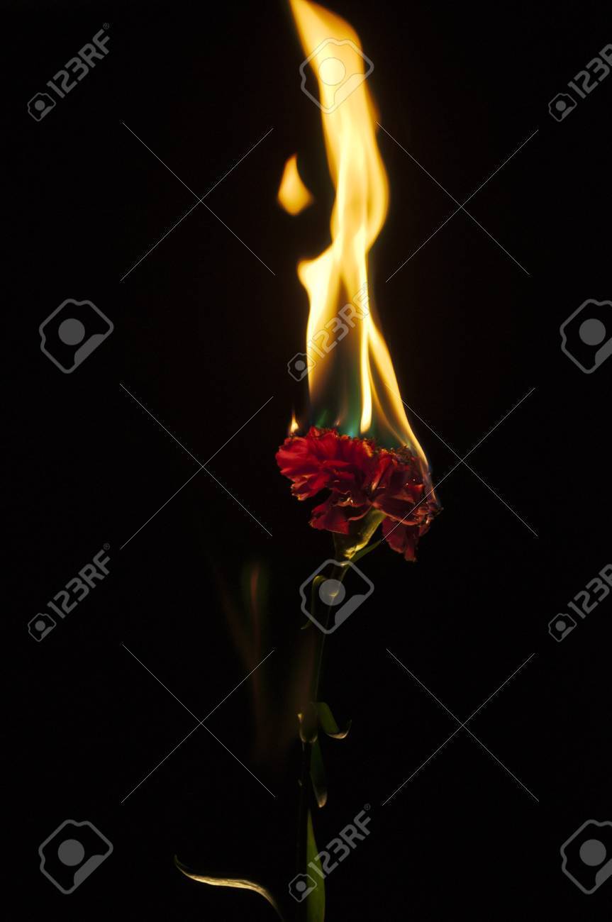 燃えるような花 の写真素材 画像素材 Image