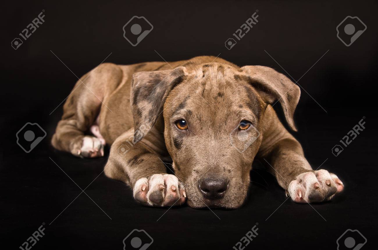 adorable pitbull puppy lying on a black background stock photo