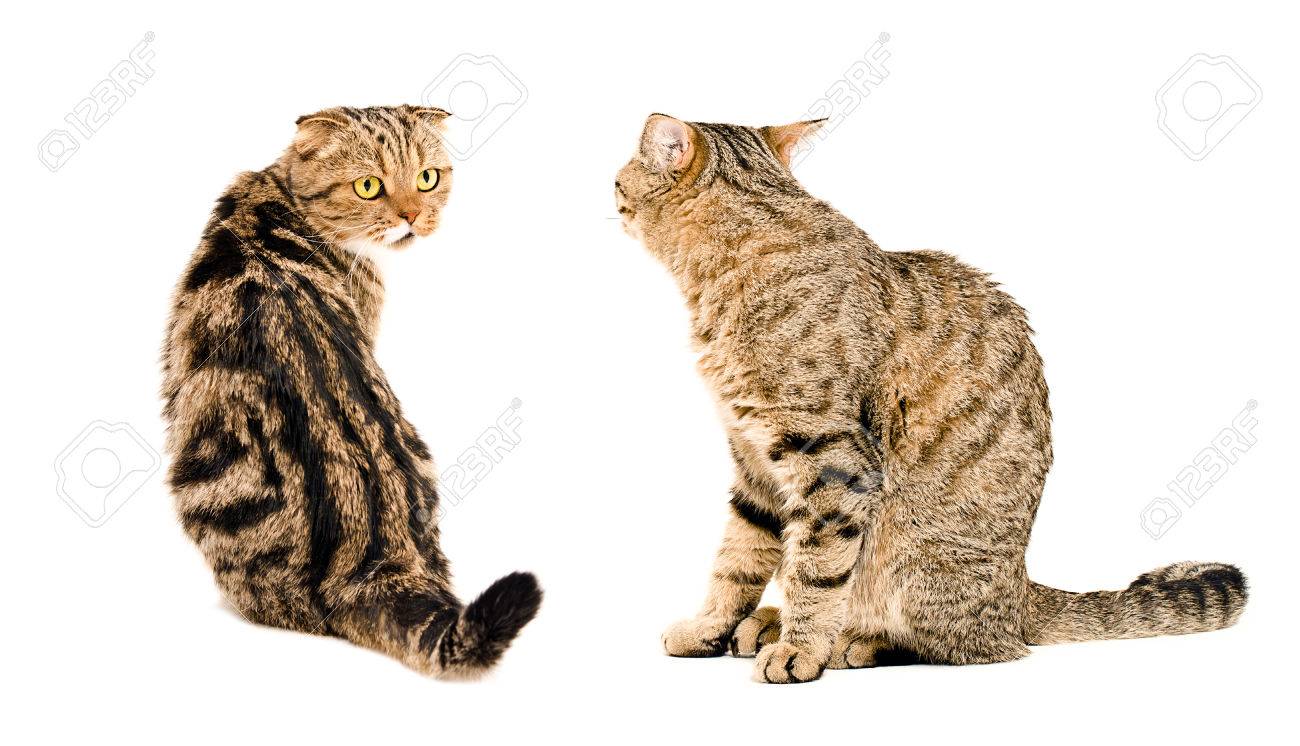 Two cats, looking at each other, sitting together isolated on..
