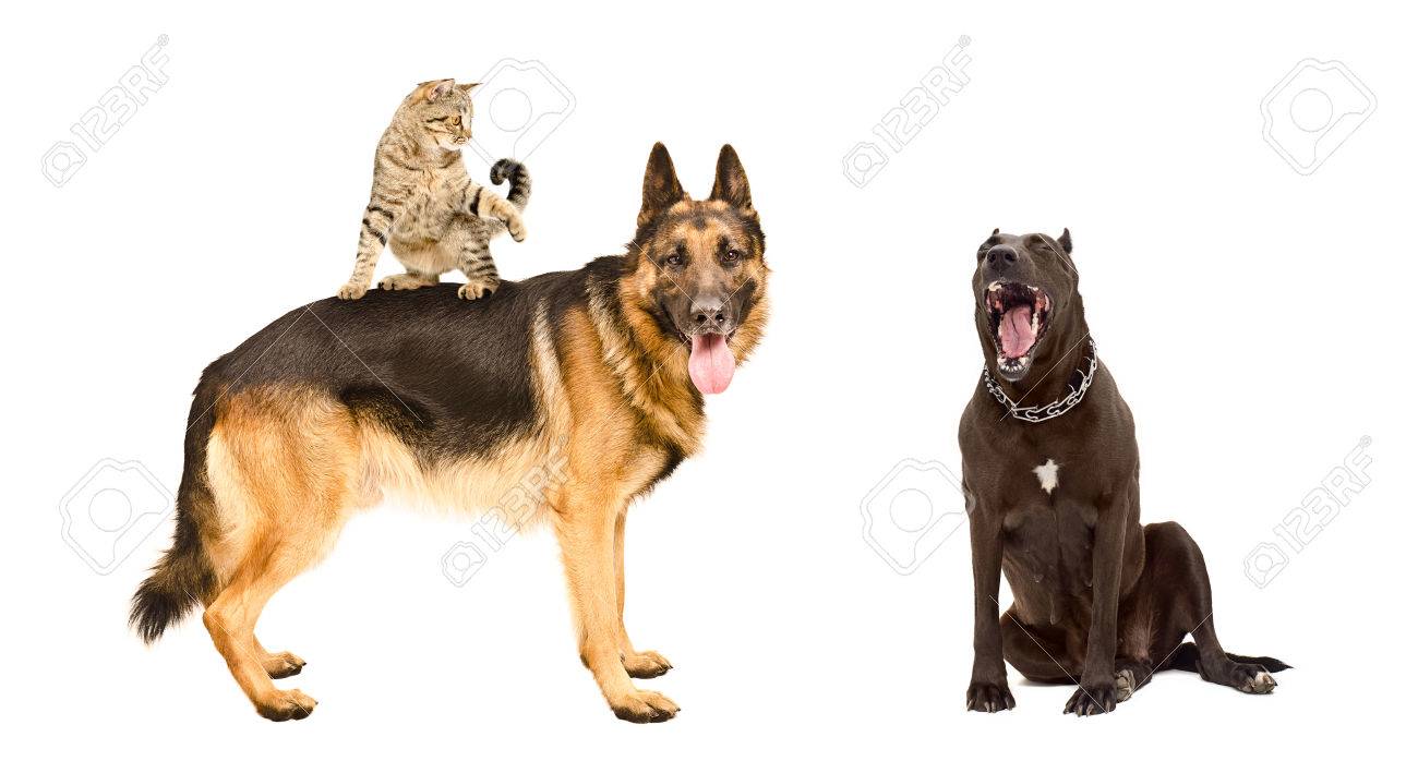 Stock Photo