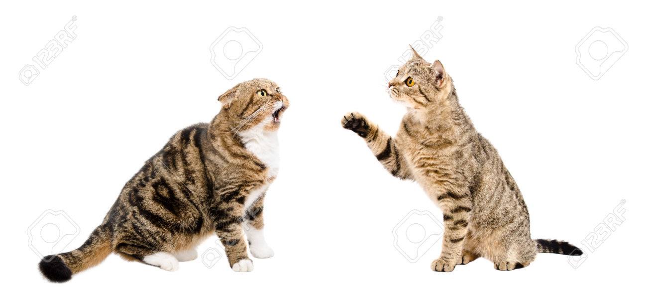 Two funny cats sitting together isolated on white background