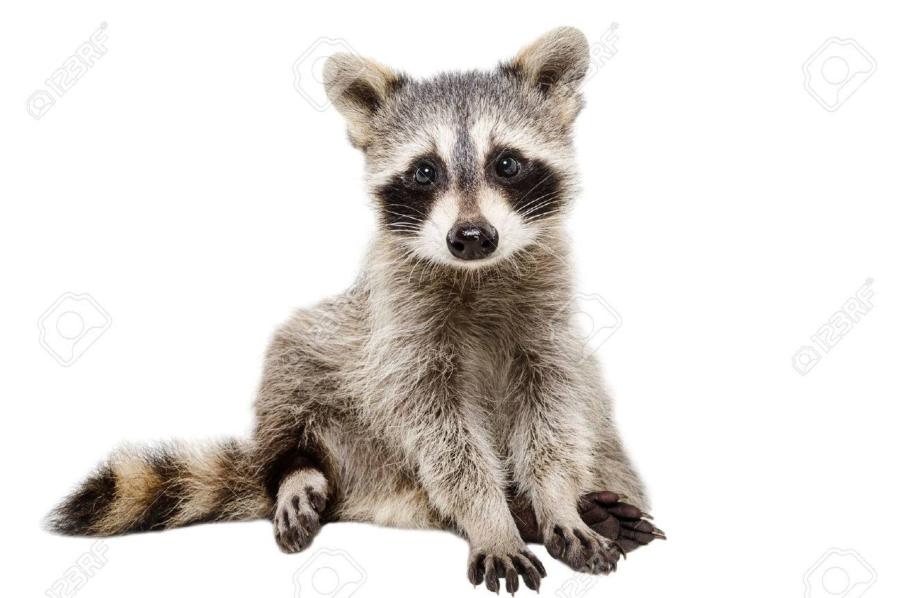 funny raccoon sitting isolated on white background stock photo on white background