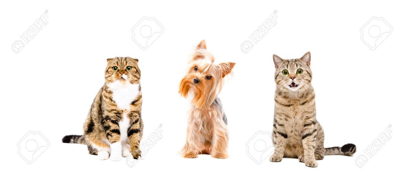 Dog and two cats sitting together isolated on white background