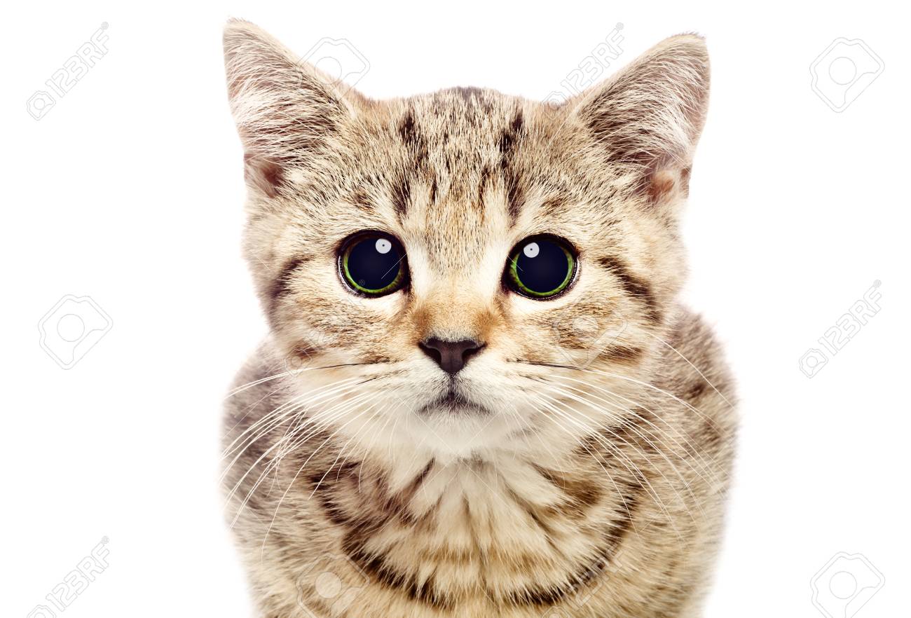 スコティッシュ ストレート