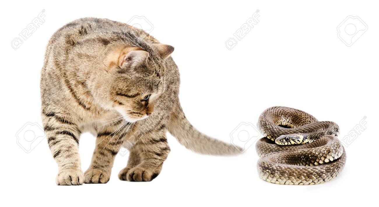 白い背景に孤立した好奇心の猫とヘビ の写真素材 画像素材 Image 白い背景に孤立した好奇心の猫とヘビ の写真素材 画像素材 Image