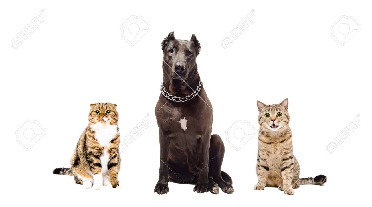 Dog and two cats sitting together isolated on white background