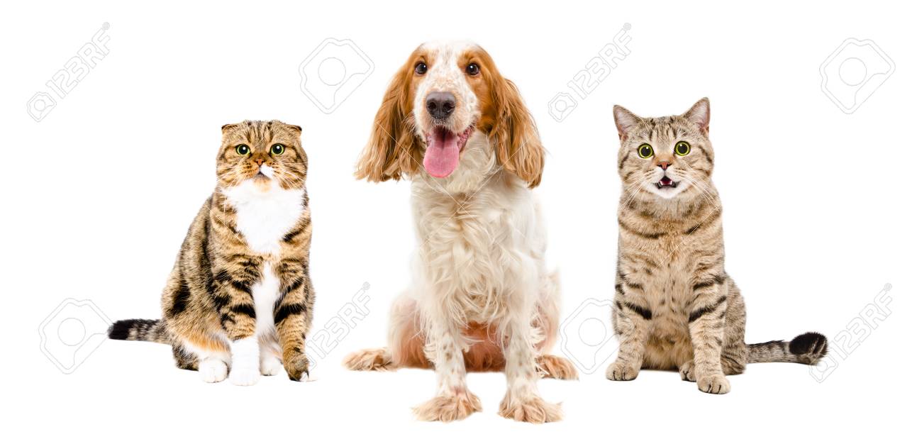 Russian Spaniel and two cats sitting together, isolated on white..
