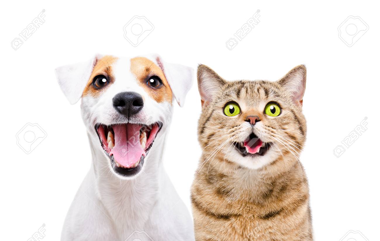 Portrait of a cute dog Russell Terrier and a cheerful cat Scottish Straight - 122857374 Portrait of a cute dog Russell Terrier and a cheerful cat Scottish Straight - 122857374