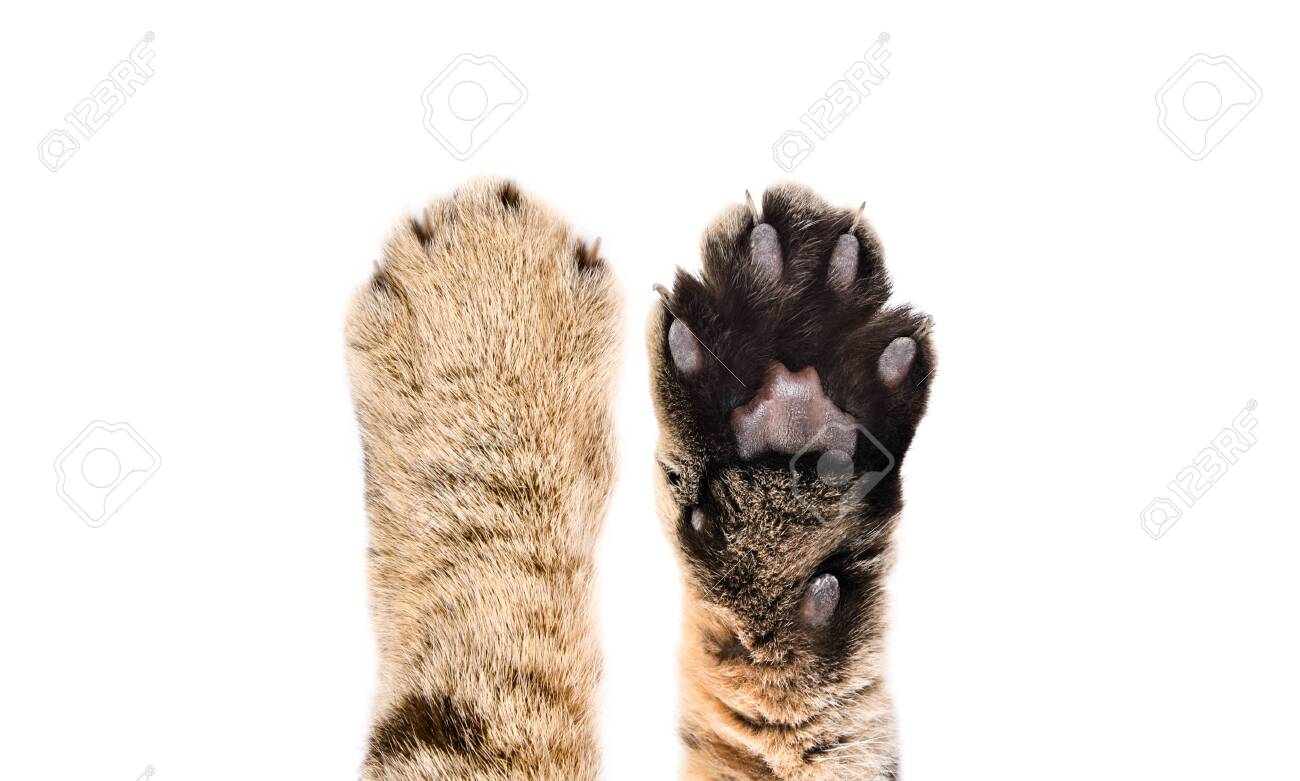 129269326-paws-of-a-cat-scottish-straight-closeup-top-and-bottom-view-isolated-on-white.jpg